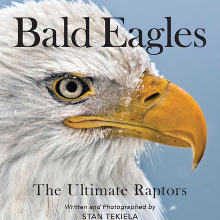 Bald Eagles: The Ultimate Raptors