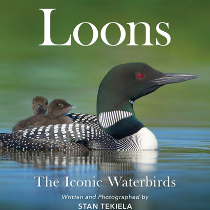 Loons: The Iconic Waterbirds