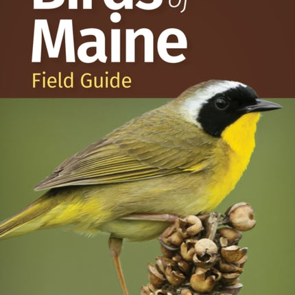 Birds of Maine Field Guide