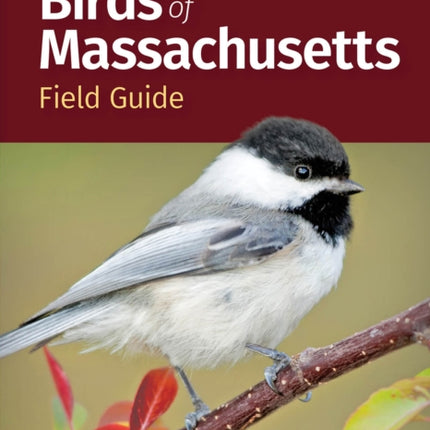 Birds of Massachusetts Field Guide