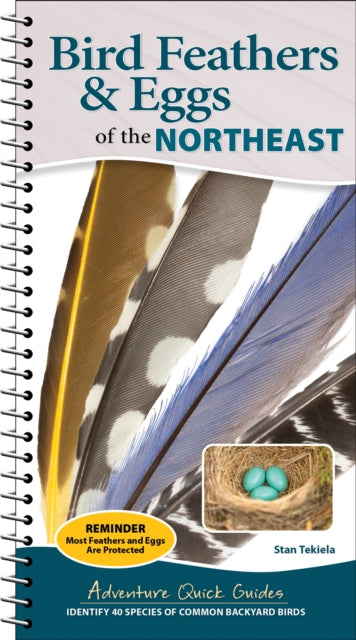 Bird Feathers  Eggs of the Northeast