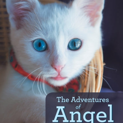 The Adventures of Angel: A Kitten's Story