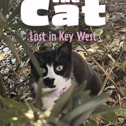 Charli the Cat, Lost in Key West