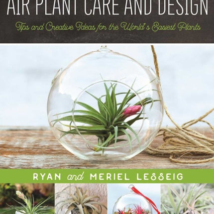 Air Plant Care and Design