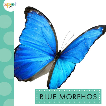 Blue Morphos