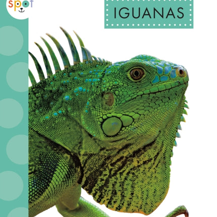 Iguanas