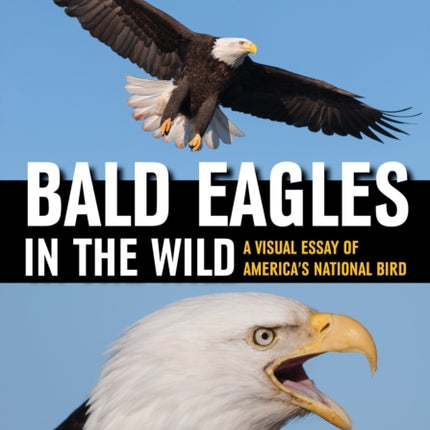 Bald Eagles in the Wild  A Visual Essay of