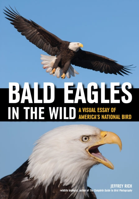 Bald Eagles in the Wild  A Visual Essay of Americas National Bird