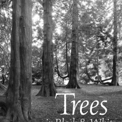 Trees In Black  White