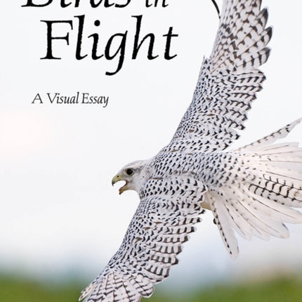 Birds In Flight