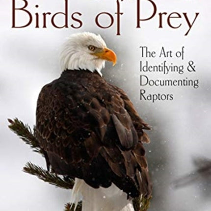 Photographing Birds of Prey The Art of Identifying  Documenting Raptors