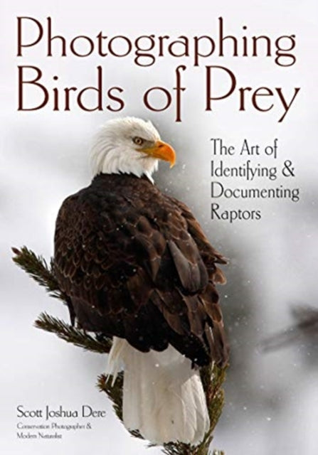 Photographing Birds of Prey The Art of Identifying  Documenting Raptors