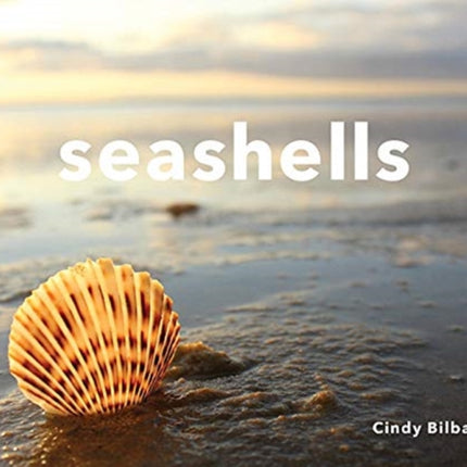 Seashells