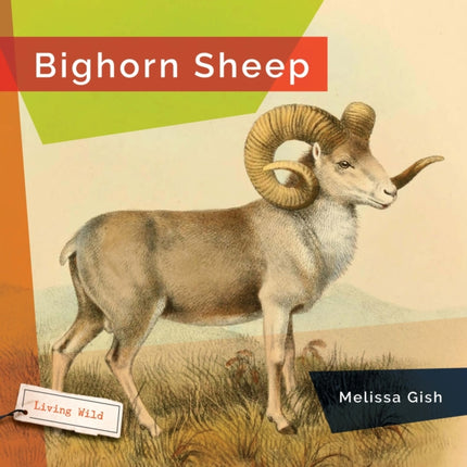 Bighorn Sheep