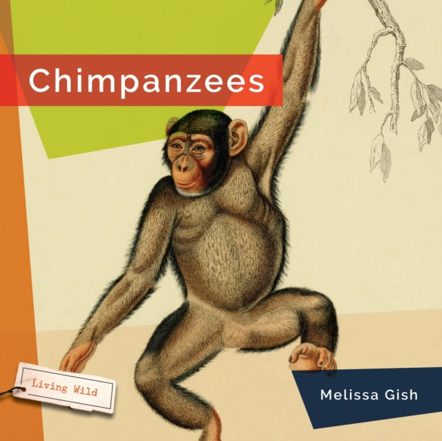 Chimpanzees