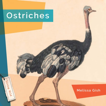 Ostriches