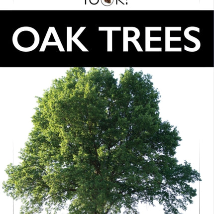 Oak Trees