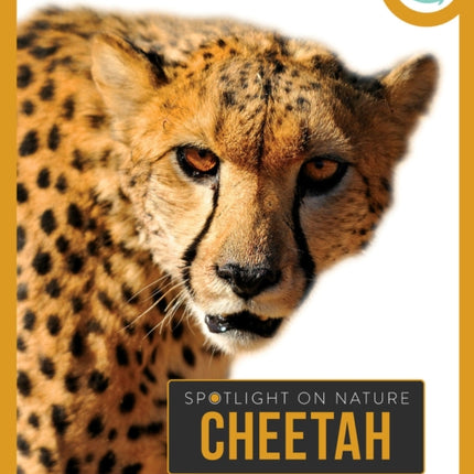 Cheetah