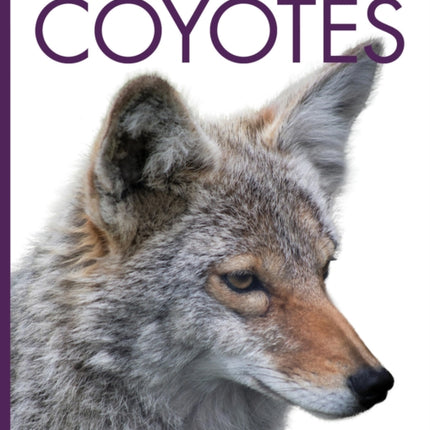 Coyotes
