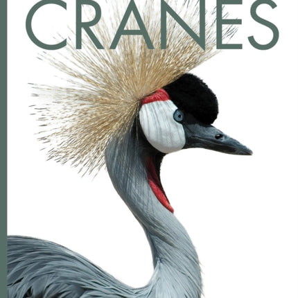 Cranes