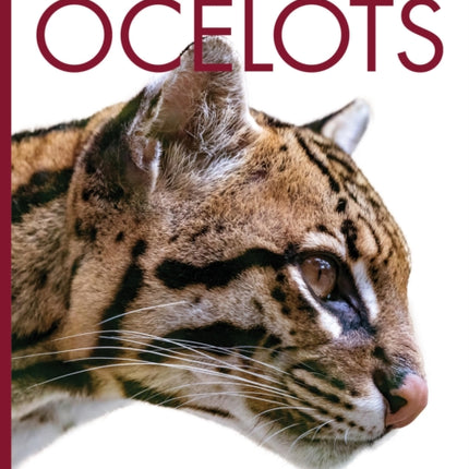 Ocelots