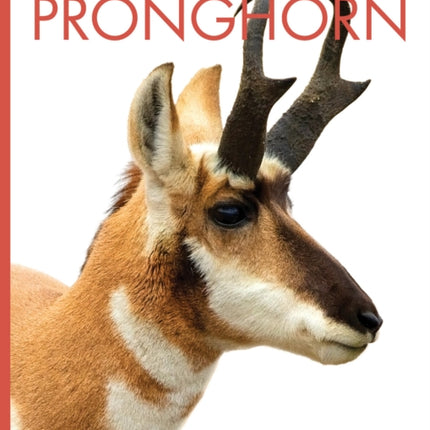 Pronghorn
