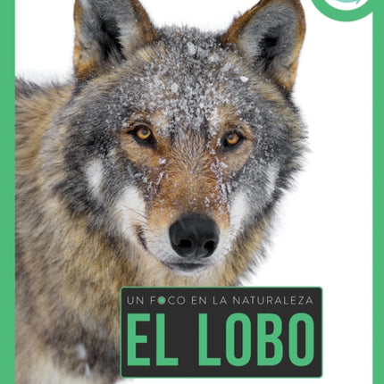 Lobo