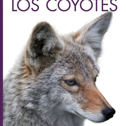 Los Coyotes