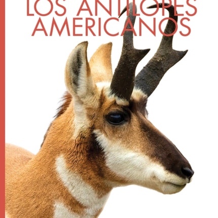 Los Antílopes Americanos