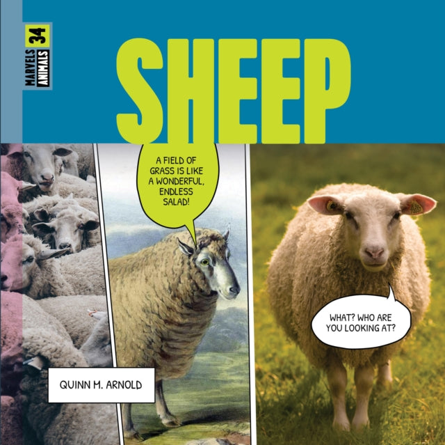 Sheep