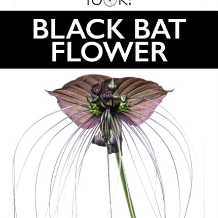 Black Bat Flower