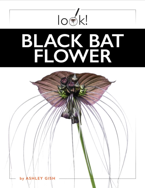 Black Bat Flower