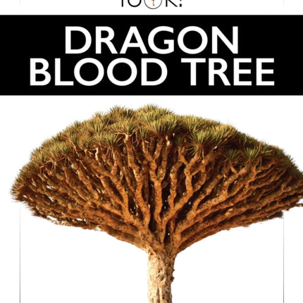 Dragon Blood Tree