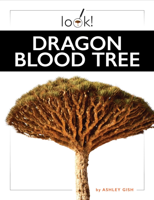 Dragon Blood Tree