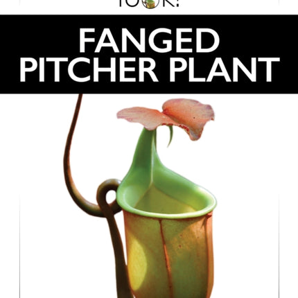 Fanged Pitcher Plant