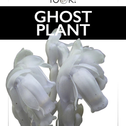 Ghost Plant