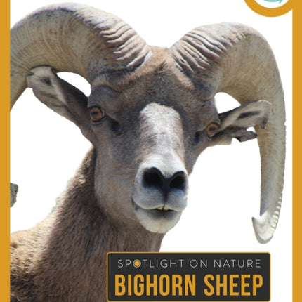 Bighorn Sheep