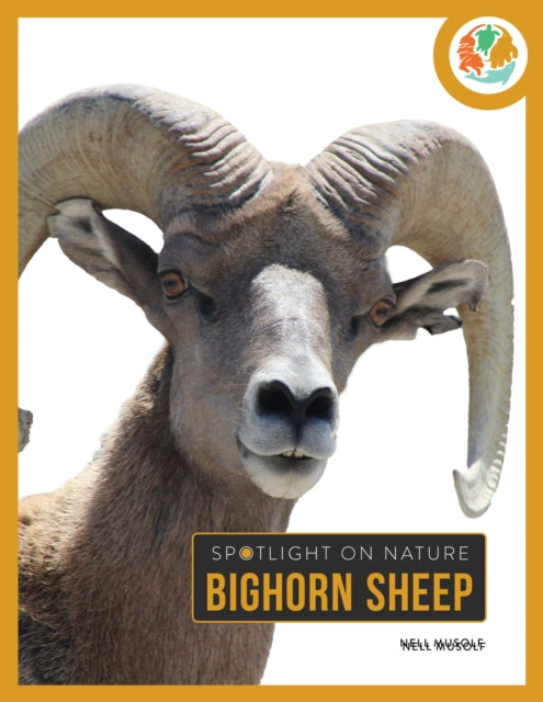 Bighorn Sheep