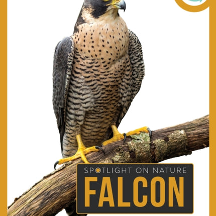 Falcon