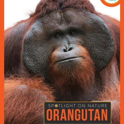 Orangutan