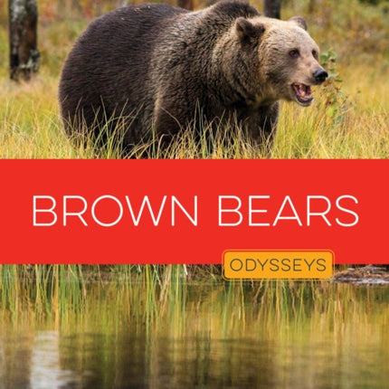 Brown Bears