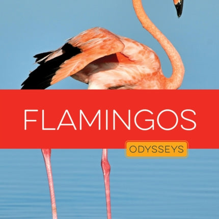 Flamingos