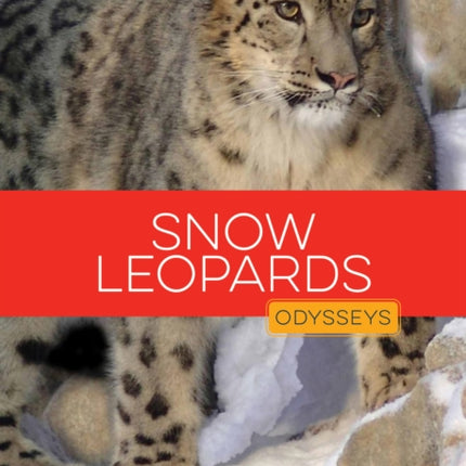 Snow Leopards
