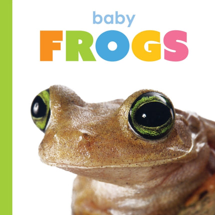 Baby Frogs