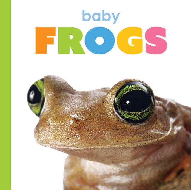 Baby Frogs