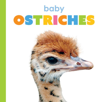 Baby Ostriches