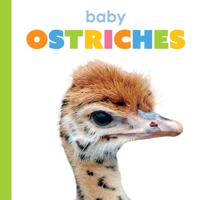 Baby Ostriches
