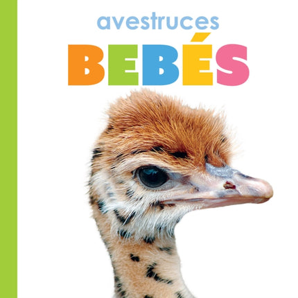 Avestruces Bebés