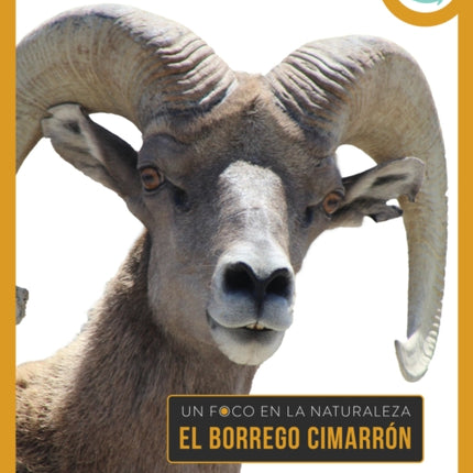 El Borrego Cimarrón