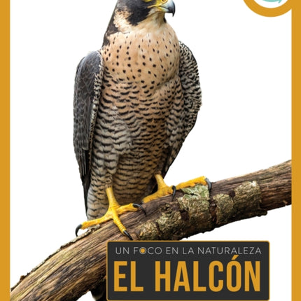 El Halcón